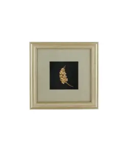 Khung Tranh Dát Vàng "Chi Lan Asocenda Sogarik" 36x36